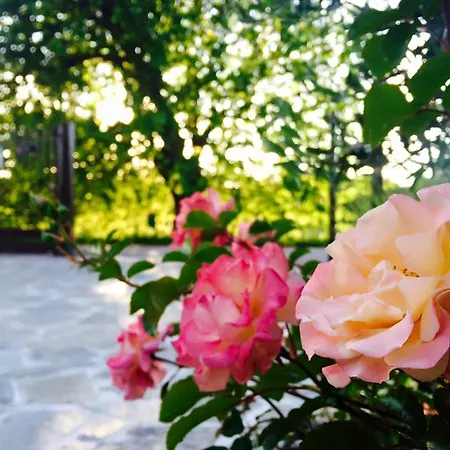 住宿加早餐酒店 策马酒馆住宿加早餐旅馆